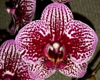 орхидеи купить недорого киев и украина, сортовые орхидеи киев;