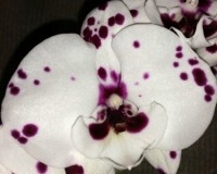 орхидея продажа киев и украина,орхидеи купить,биг лип далматинец орхид