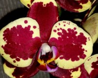 восковые фаленопсисы купить недорого,красная орхидея купить,орхидеи пр
