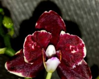 белинзона миди мультифлора,красная орхидея восковик купить,фаленопсис