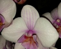орхидеи продажа киев, фаленопсис купить недорого,орхидеи почтой;