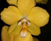 ароматная орхидея восковик;