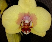 желтые орхидеи купить недорого, орхидеи продажа киев и украина;