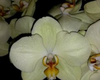 фаленопсис салатовый купить, орхидеи продажа киев и украина;