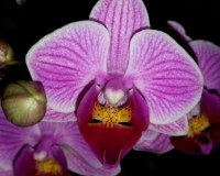 миди мультифлора полосатая орхидея купить недорого,орхидеи, продажа ор