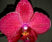 красная орхидея кимоно купить киев и украина,орхидеи почтой;