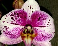 крупные орхидеи 10-12 см цветок купить, орхиде продажа киев НЕДОРОГО;
