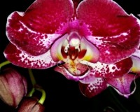 восковые орхидеи фаленопсисы купить, темные бордовые орхидеи;