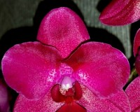 вишневая орхидея купить, продажа орхидей киев;