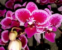 мультифлора орхидея купить,орхидеи купить,оридеи проджа,миниорхиеи;