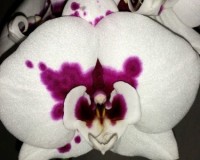 орхидеи продажа киев и украина, орхидеи купить недорого,БИГ ЛИП,ДАЛМАТ