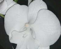орхиде, орхидеи продажа киев,орхидея белая,орхидея биг лип, орхидеи фо