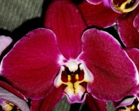 бордовые орхидеи купить киев, орхидеи продажа киев и украина,крупные о