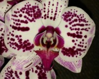 крупные орхидеи 10-12 см цветы, орхидеи продажа киев и украина;
