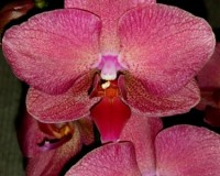 фаленопсис КРАСНЫЙ купить киев и украина, орхидеи почтой,редкие сортов