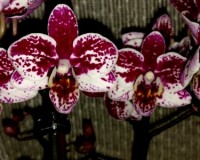 миди мультифлора орхидея, пестролистные орхидеи купить;