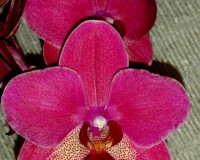 красная орхидея даймонд кинг купить киев, орхидеи продажа киев и украи