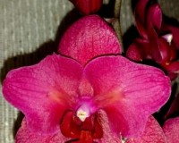 бабочка паваротти,красная орхидея, редкие виды орхидей купить киев;