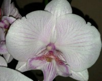 фаленопсис биг лип розовый купить недорого, орхидеи почтой,уценка орхи