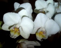 фаленопсис ВИЕНА мультифлора купить недорого, дешевые орхидеи киев куп