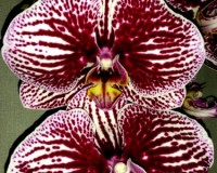 купить орхидеи в подарок недорого, дешевые орхидеи киев купить;