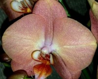 фаленопсис коралловый купить недорого,орхидеи почтой;