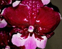 орхидея биг липс,восковые черные орхидеи,редкие орхидеи купить киев и