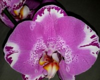 орхиде продажа киев, орхидеи купить недорого киев и украина, фаленопси