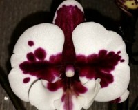 ФАЛЕНОПСИС БИГ ЛИП ДАЛМАТИЕЦ купить киев и украина, орхидеи почтой,ред
