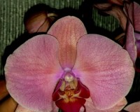 орхидеи продажа киев,орхидеи купить, продажа орхидей киев и украина: