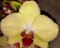 желтая орхидея купить для подарка, лимонная орхидея купить;