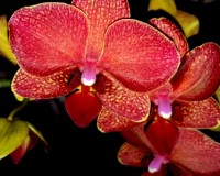 орхидеи продажа киев,орхидеи купить недорого,орхидея мультифлора, крас