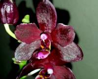 черная орхидея восковик купить недорого;