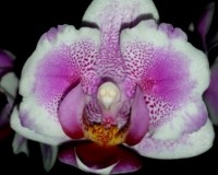 орхидеи, орхидеи продажа, орхидеи киев,орхидея бабочка,орхидеи, орхиде
