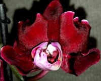 орхиде продажа киев,орхидеи купить,орхидеи черные восковые сортовики,м