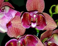 орхидеи продажа киев,пират пикоте,орхидеи уценка,орхидеи почтой;