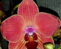 фаленопсис ОРАНЖЕВЫЙ КОРАЛЛОВЫЙ, орхидеи продажа киев и украина,орхиде