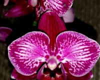 миди мультифлора бабочка орхидея,пестролистные орхидеи купить;