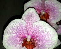 крупные орхидеи 10-12 см цветок купить недорого, орхидеи продажа киев
