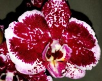 орхидеи продажа киев,орхидеи купить недорого;