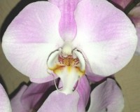 королевская крупная орхидея купить недорого;