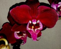орхидеи продажа киев,орхидеи ЧЕРНЫЕ ВОСКОВЫЕ,орхидея почтой;