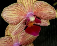 миниорхидеи,минифаленопсисы,лжелтые орхидеи, купить орхидею недорого;
