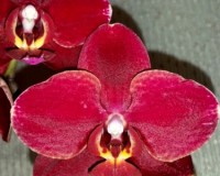 красные орхидеи купить недорого, орхидеи продажа киев и украина;
