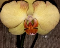 лимонная орхидея, желтая орхидея купить для подарка, орхидеи продажа к