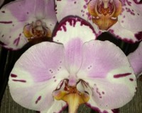 орхидеи купить киев,орхидеи продажа,орхидеи крупные;