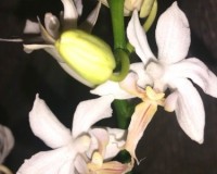 миниорхидеи купить недорого,дешевые орхидеи;