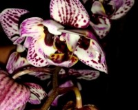пилорик миди мультифлора орхидеи купить, орхидеи продажа киев и украин