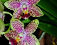 фаленопсис ампельный восковик купить недорого,сортовые орхидеи продажа