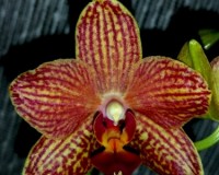 ВОСКОВАЯ КРАСНАЯ орхидея купить недорого,миди мультифлора;